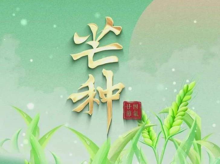 博恩醫(yī)療|二十四節(jié)氣-芒種