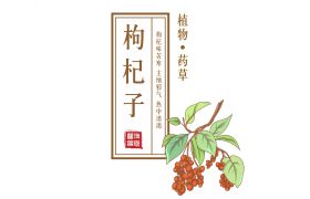 國醫(yī)文化 ∣ 能補血生營，熱中消渴的枸杞子