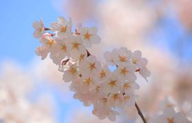節(jié)氣∣春分：春風十里，繁華盡染